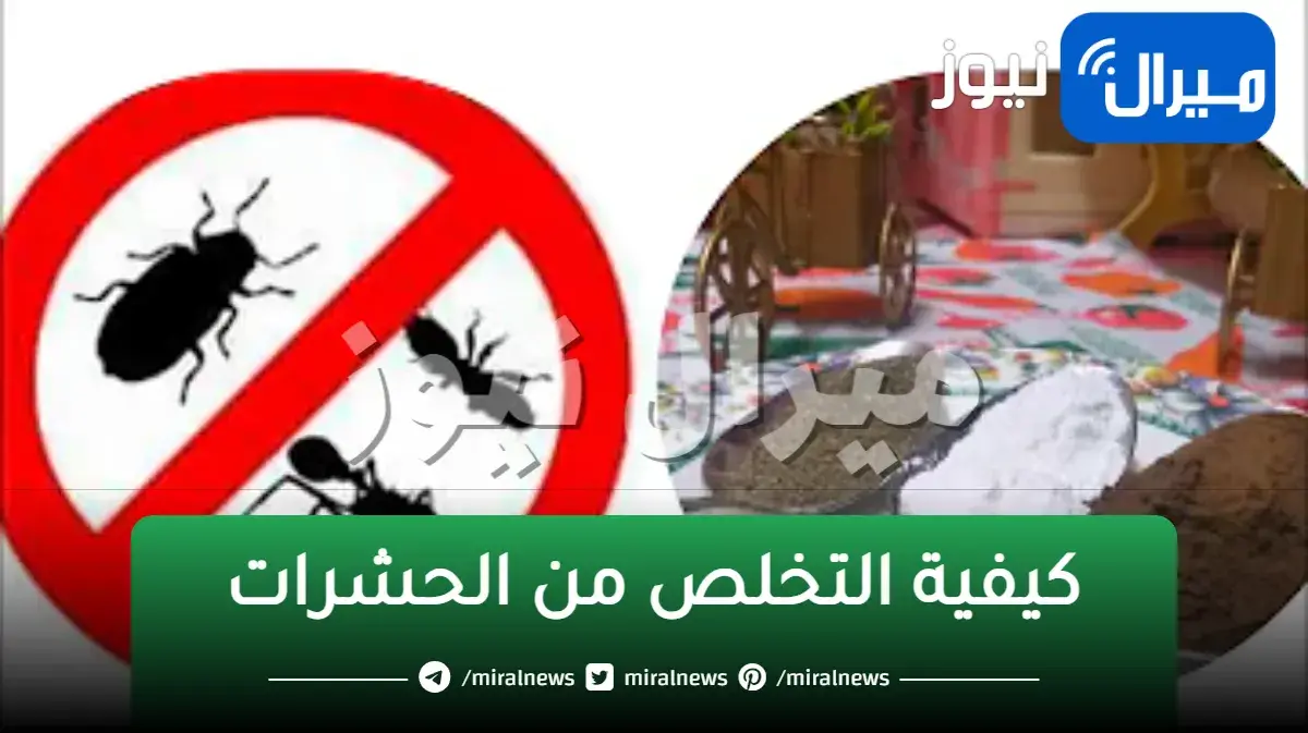 بدل ما تتقرص.. للتخلص من النمل والصراصير والناموس وجميع حشرات الصيف نهائيا وللابد فى دقيقتين بكل سهولة