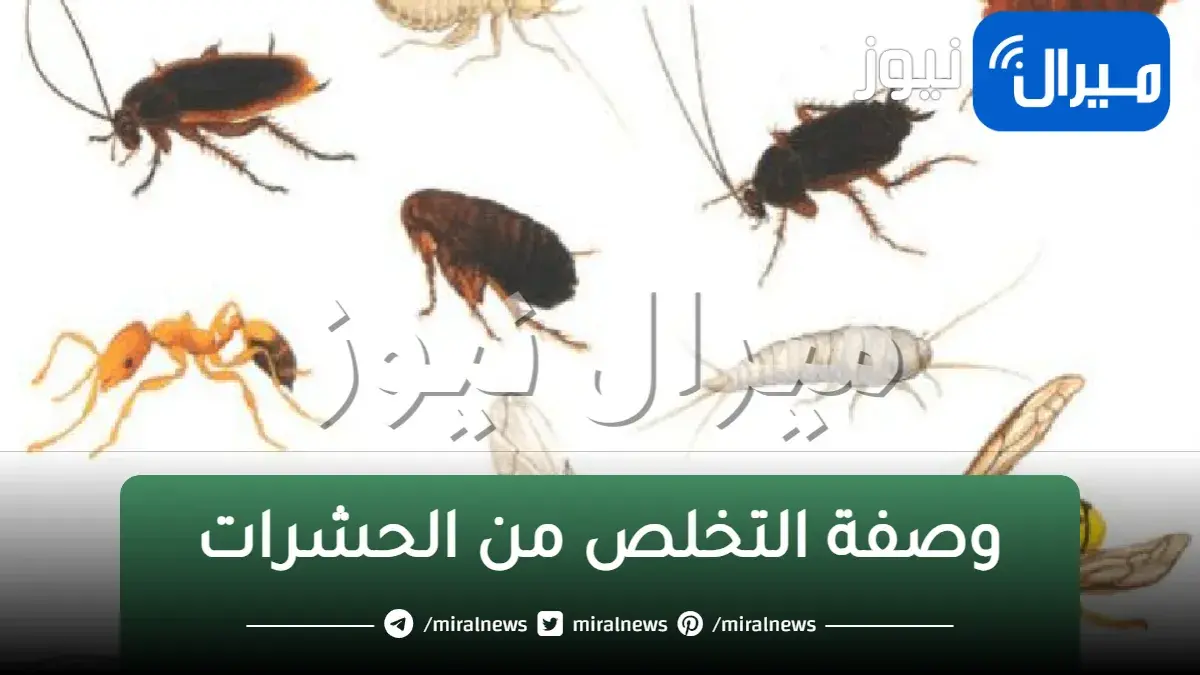 فكرة مش هتخطر على بالك لطرد الناموس والذباب والصراصير والحشرات الطائرة المملة في فصل الصيف جربها