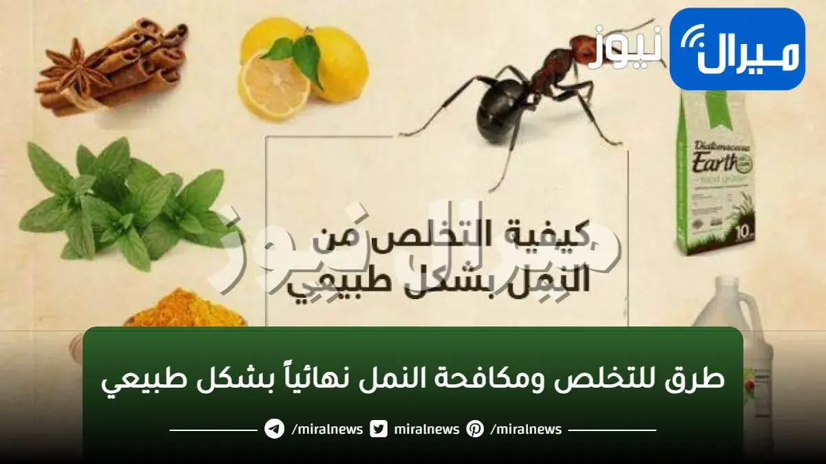 بنتائج مذهلة ..طرق للتخلص ومكافحة النمل نهائياً بشكل طبيعي