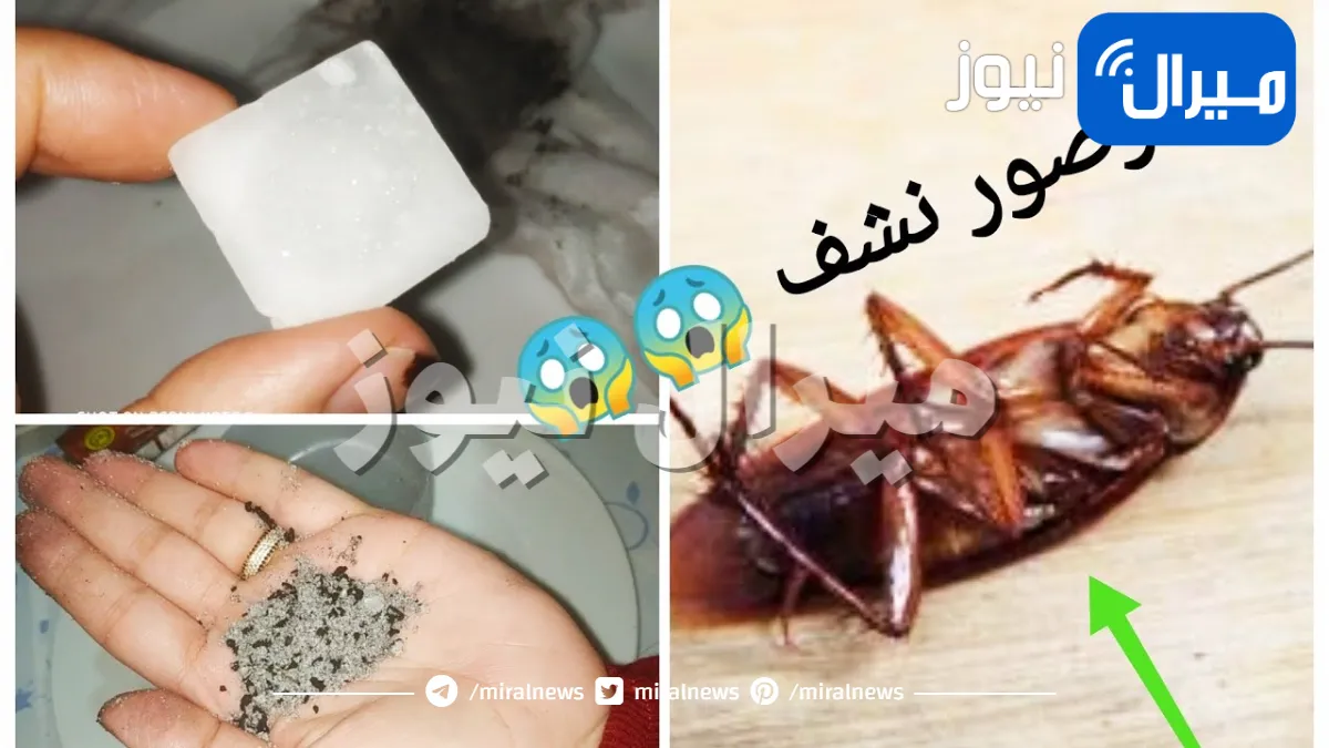 مش هاتشوفيها تاني.. التخلص من الصراصير والنمل وبق الفراش للأبد بمكونات منزلية 100%