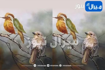 خداع بصري يكشف هل ستكونين شخصية اتكالية أم مستقلة أم متوازنة بعد الزواج عبر ماترينه اولا في الصورة .. اكتشفي المزيد