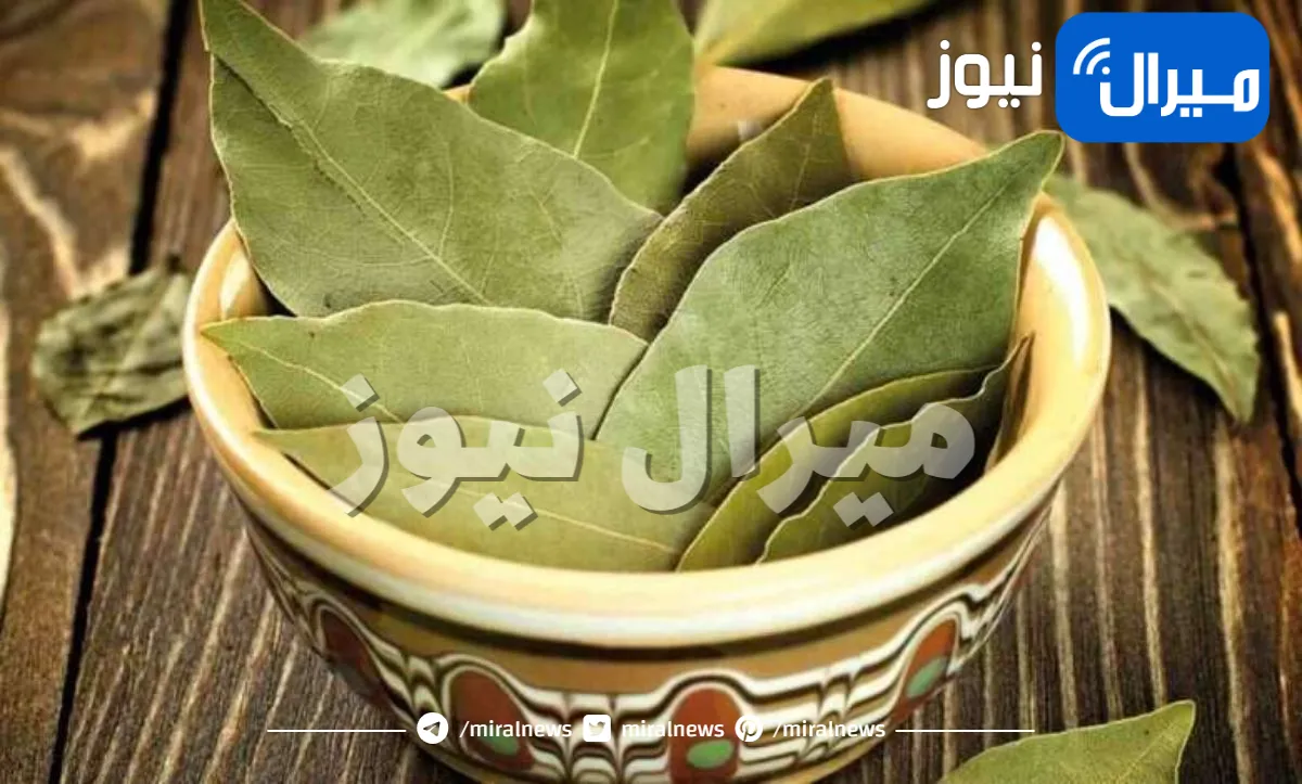 ورق الغار للعناية بالشعر.. كنزٌ لا يقدر بثمن اذا استخدم بهذه الطريقة السحرية