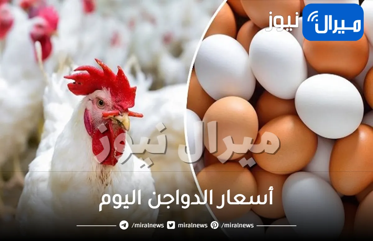 أسعار الدواجن البلدية والبيضاء اليوم في “محلات التجزئة”