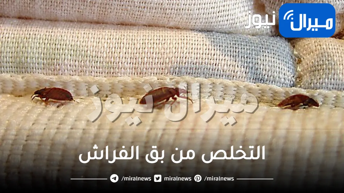 باستخدام أحد هذه المواد الطبيعية.. حيلة التخلص من بق الفراش بطريقة سهلة