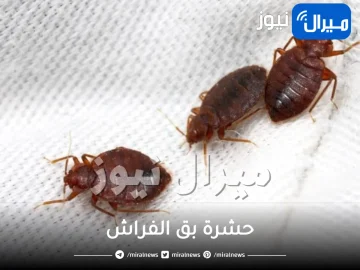 هذه الأسباب الصادمة سبب انتشار حشرة بق الفراش والنمل والصرور بكثرة في المنزل .. وطريقة القضاء عليهم