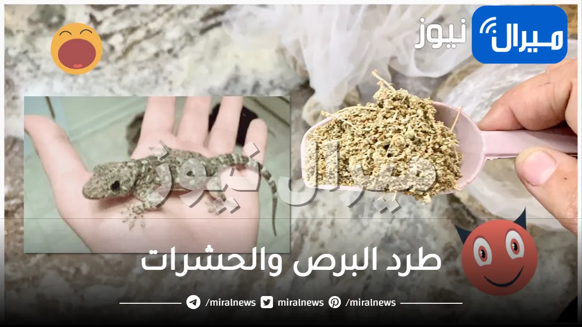 أقوى طريقة جهنمية لطرد البرص والحشرات والصراصير من المنزل بدون رجعة نهائياً .. قولي وداعاً للحشرات