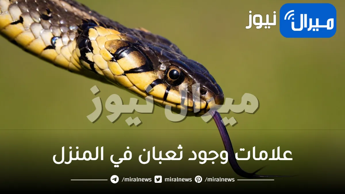 انتبه قبل فوات الأوان .. هذه العلامات تنبئ بوجود ثعبان في البيت .. عليك البحث في هذه الأماكن الآن