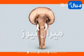 اختبار شخصية يكشف هل أنت فضولية وتحبين التحديات أم عاقلة وحنونة عبر ما ترينه أولا في الصورة