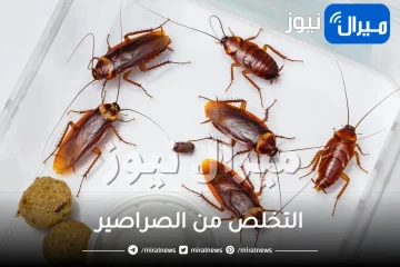 طريقة فعالة للقضاء على الصراصير والحشرات بكل انواعها بمكون جبار وبدون رجوعها مرة أخرى