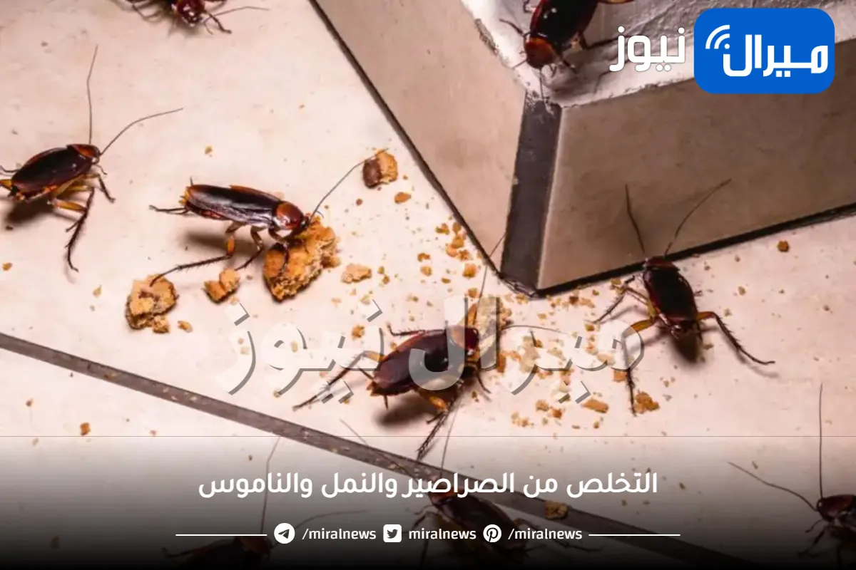 أقوى طريقة للتخلص من الصراصير والنمل والناموس وحشرة البق نهائيا بلا عودة بوصفه طبيعية لاتخطر على بال العفريت