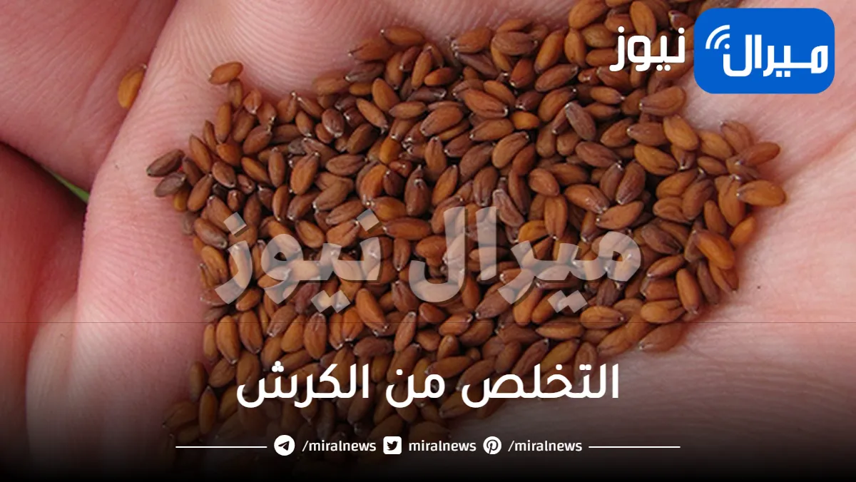 ’’ من غير ريجيم ولا رياضة ” .. بذور رهيبة لنسف الكرش والأرداف والأجناب في 3 أيام فقط !!
