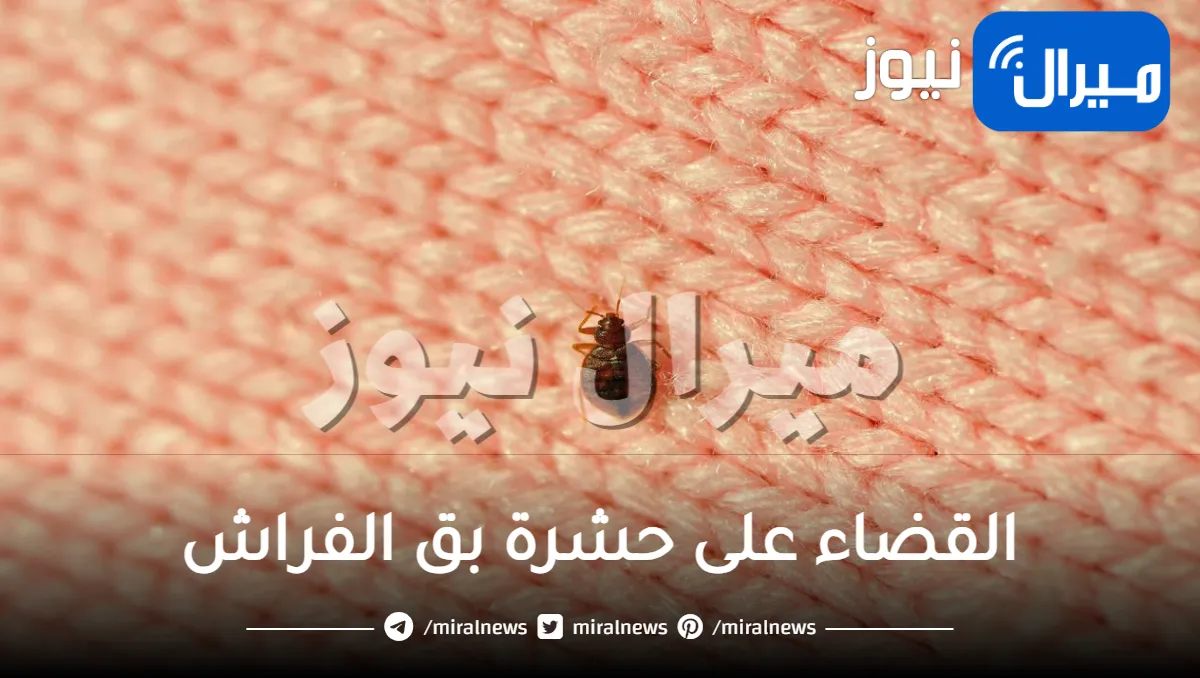 قولي باي باي للبق.. طريقة جهنمية للقضاء على حشرة بق الفراش بشكل نهائي وبغير رش أو مبيدات ضارة