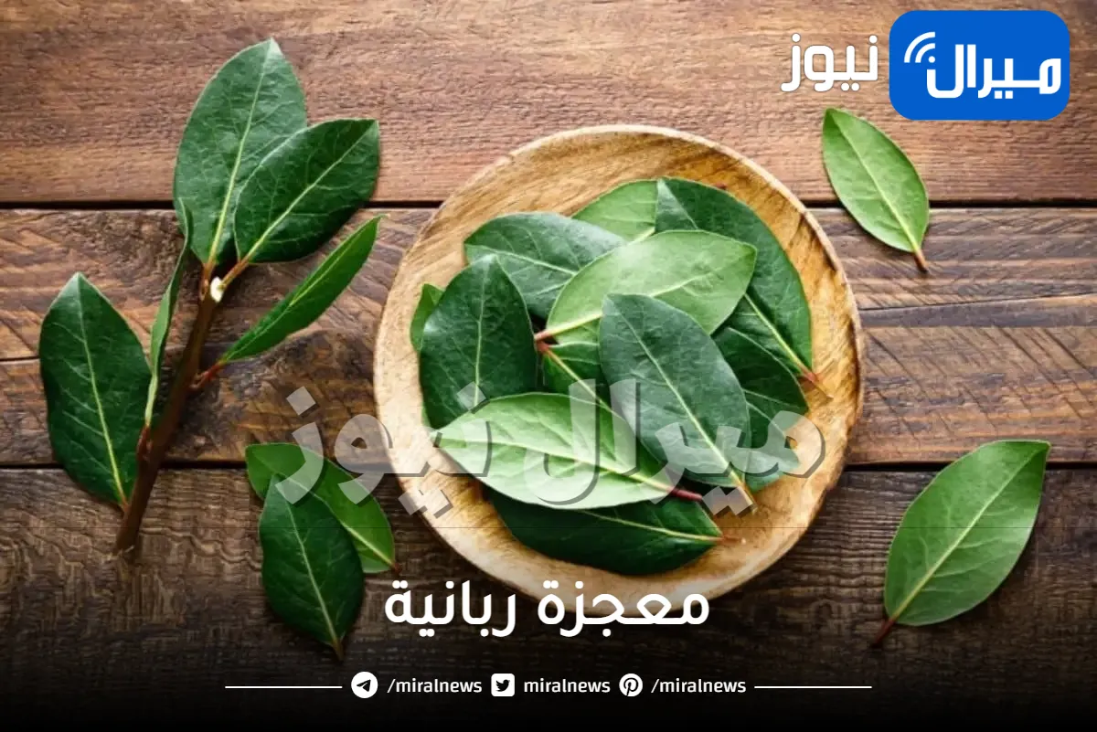 معجزة ربانية تجعل بطنك مسطحا وشعرك كثيف خالي من الشيب ووجهك أبيض ومشدود كالقمر .. تناول هذا النبات ولن تندم