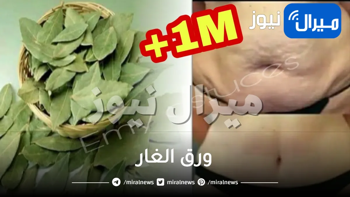 اجعل بطنك مسطح وشعرك المقصف كثيف وخالي من الشيب ووجهك أبيض ومشدود كالقمر باستخدام ورق الغار بهذه الطريقة السحرية!