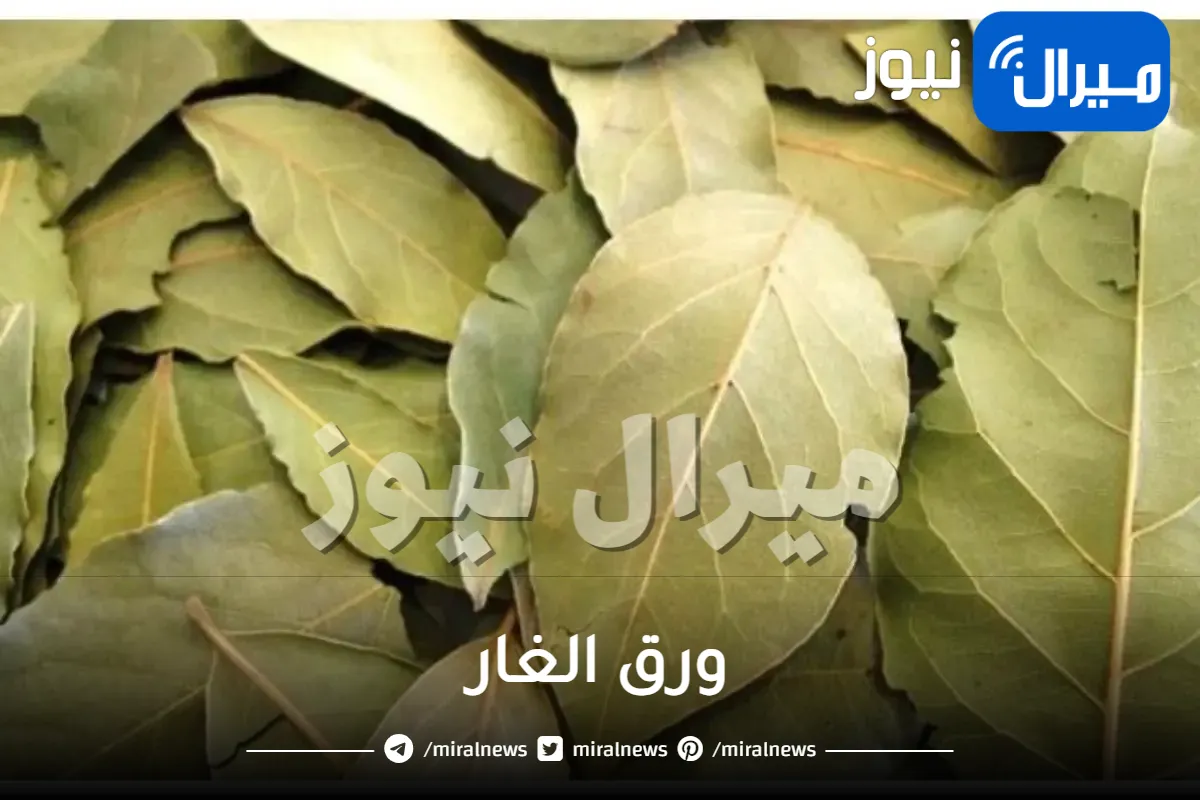 معجزة ربانية من النعناع وورق الغار للقضاء على دهون البطن وشد الترهلات في أسبوع اذا استخدمته بهذه الطريقة