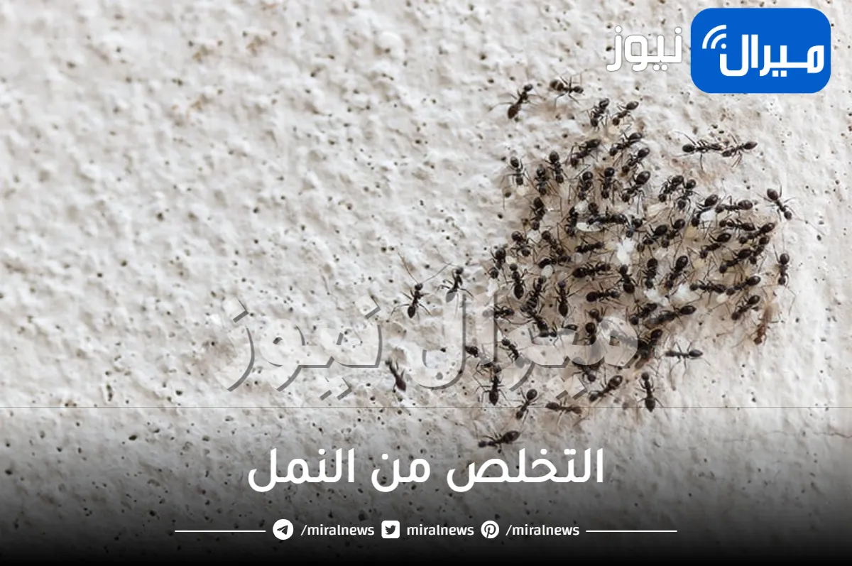 ودعي النمل من منزلك .. طريقة جهنمية للتخلص من النمل والحشرات بدون مبيدات حشرية