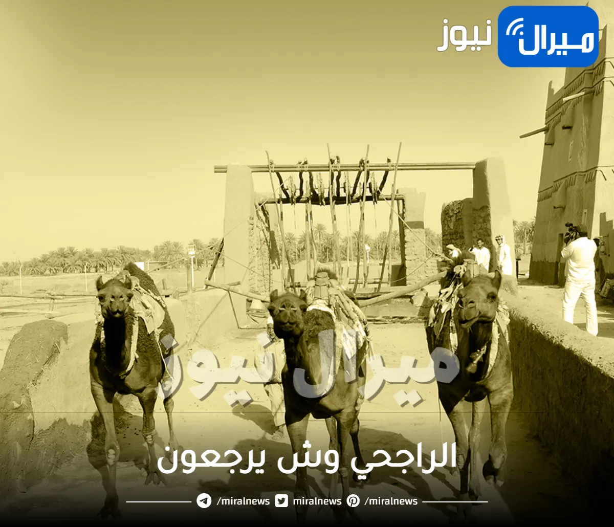 الراجحي وش يرجعون