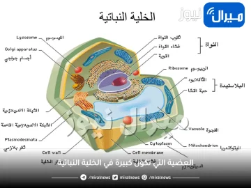 العضية التي تكون كبيرة في الخلية النباتية وصغيرة أو معدومة في الخلية الحيوانية هي النوية.