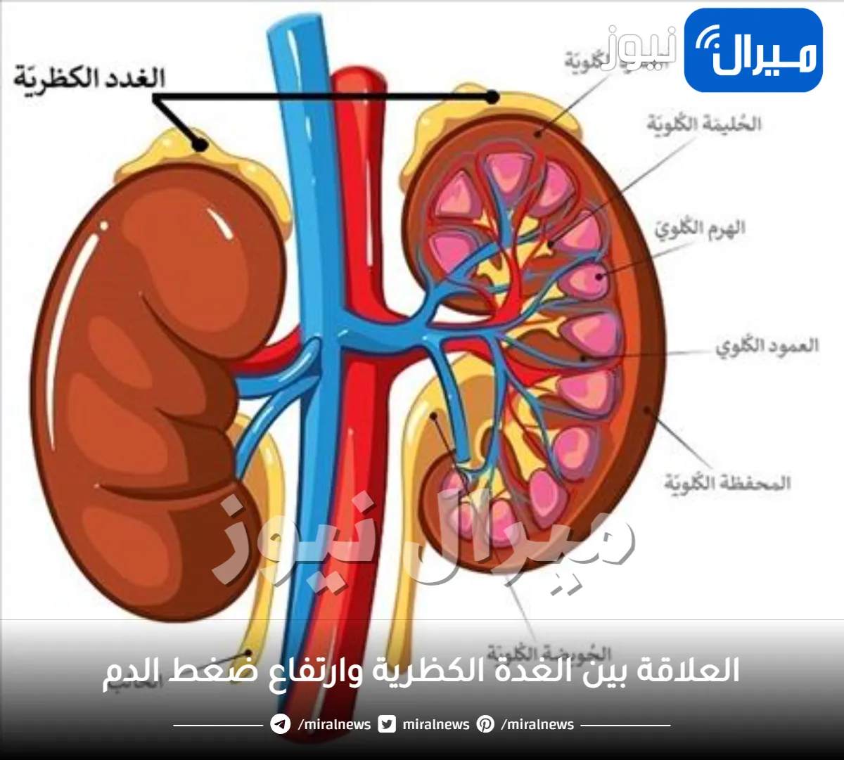 ما العلاقة بين الغدة الكظرية وارتفاع ضغط الدم