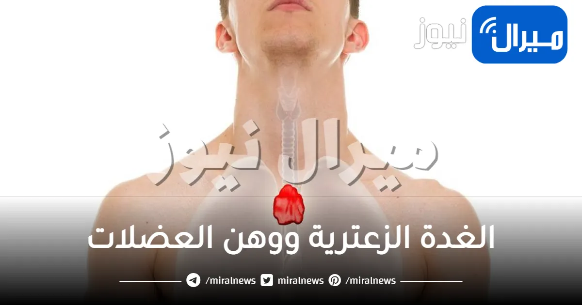 الغدة الزعترية ووهن العضلات .. ما هي العلاقة بينهما ؟