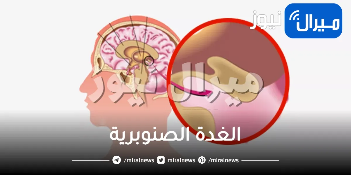 الغدة الصنوبرية .. تعرف على فوائدها للجسم