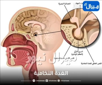 الغدة النخامية .. الأعراض والمضاعفات وطرق العلاج