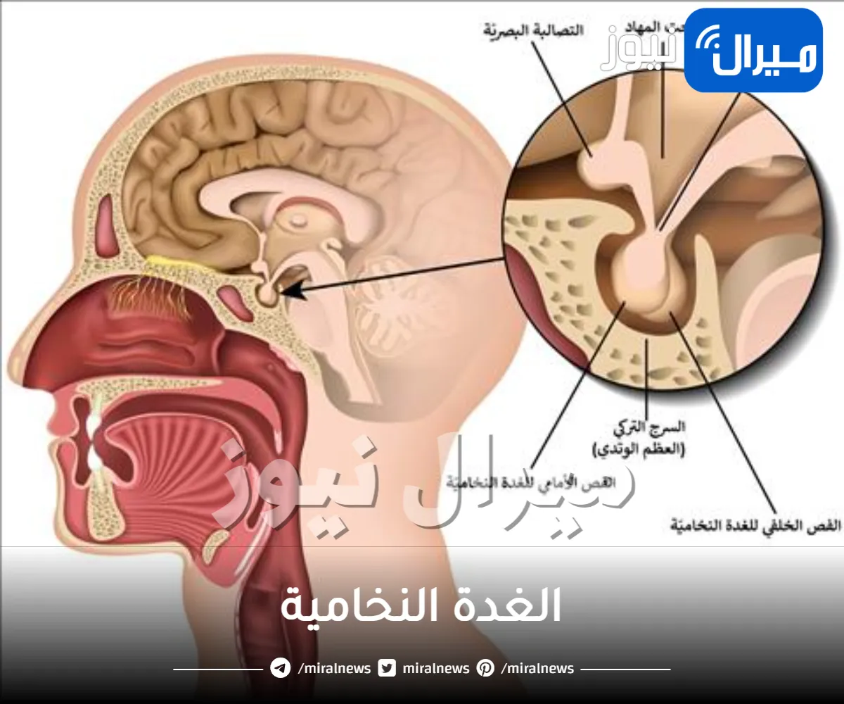الغدة النخامية .. الأعراض والمضاعفات وطرق العلاج