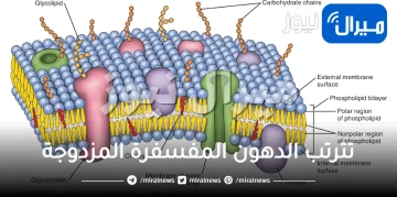 تترتب الدهون المفسفرة المزدوجة phospholipid bilayer المكونة للغشاء البلازمي في الخلية النباتية بطريقة تُشكل فيها حاجزًا سطحه غير قطبي وأوسطه قطبي، لذلك لا تمر المواد الذائبة في الماء بسهولة عبر الغشاء البلازمي.