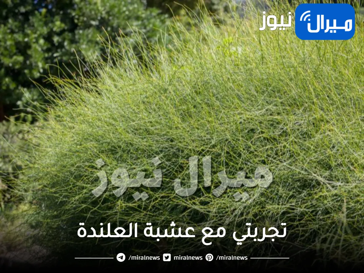 تجربتي مع عشبة العلندة