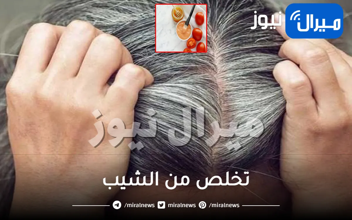 بحبة طماطم فقط.. ودعي الشعر الابيض نهائيا في أقل من ساعة يختفي الشيب بدون صبغ أو حناء اذا استخدمته بهذه الطريقه السحرية