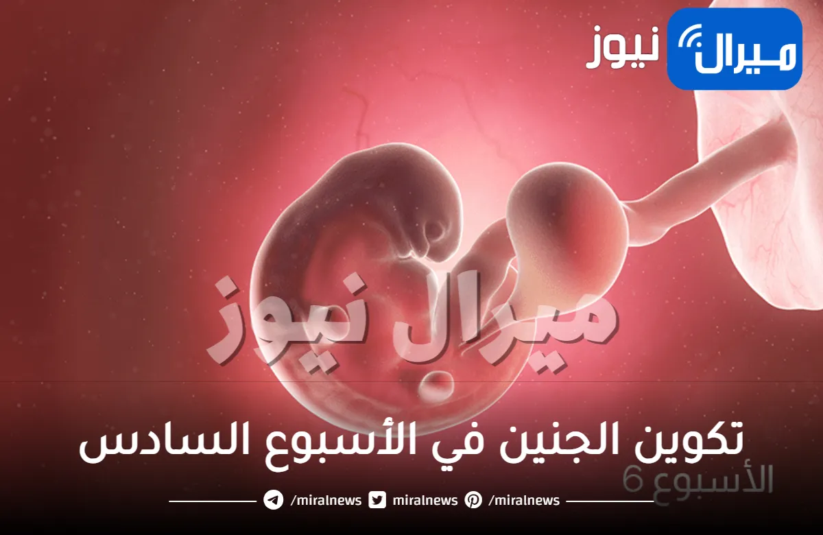 تكوين الجنين في الأسبوع السادس .. يستطيع الحركة والبكاء