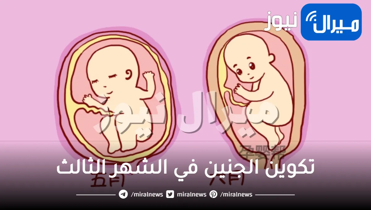 تكوين الجنين في الشهر الثالث .. كيف أصبح طفلك في هذه الفترة