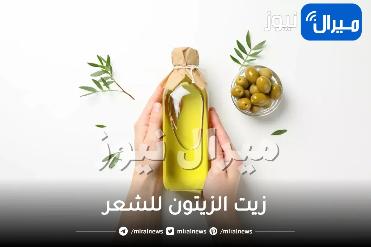زيت الزيتون للشعر .. أهم المميزات وأفضل الاستخدامات