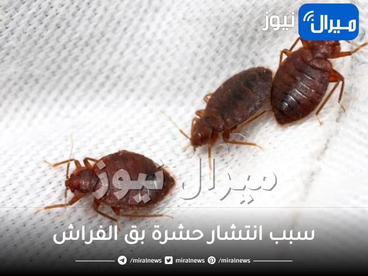 معلومة بمليون ريال .. هذه الأسباب الصادمة سبب انتشار حشرة بق الفراش والنمل والصرصور بكثرة في المنزل .. وطريقة القضاء عليهم