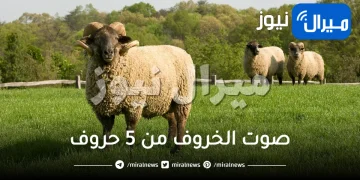 صوت الخروف من 5 حروف