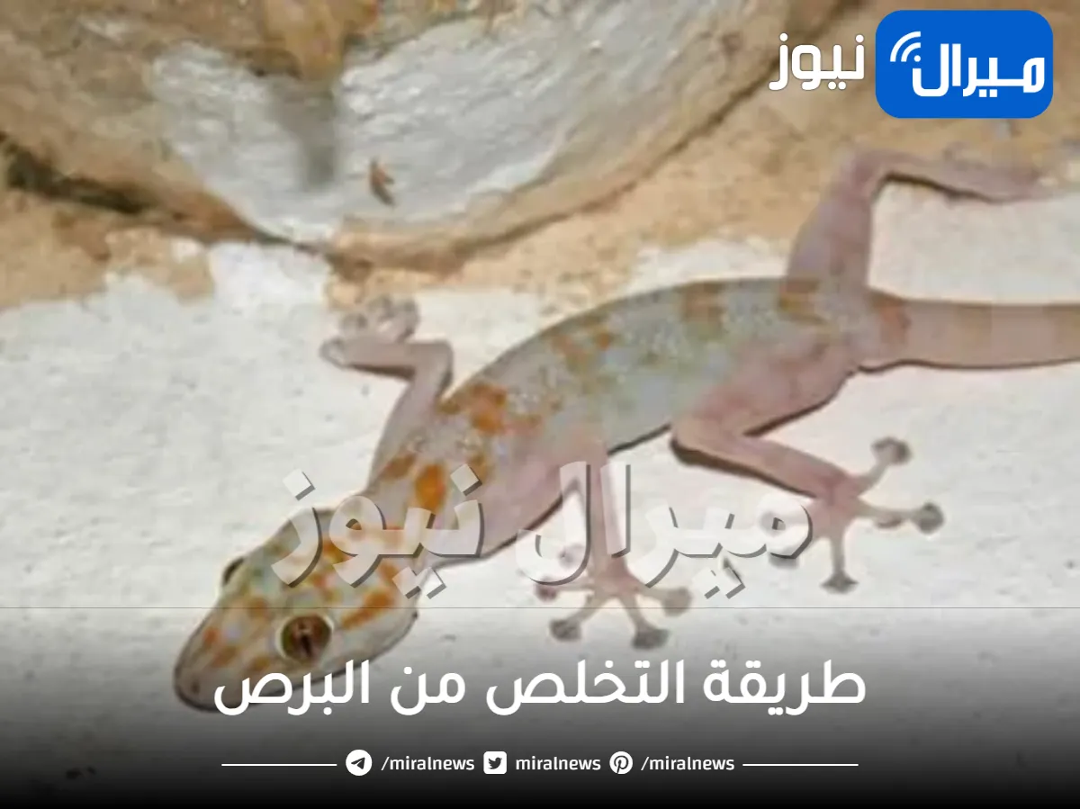 “مش هتشوفيه تاني”.. طريقة طرد البرص من البيت بطرق مبتكرة وكيفية التخلص من الوزغ بخطوات طبيعية