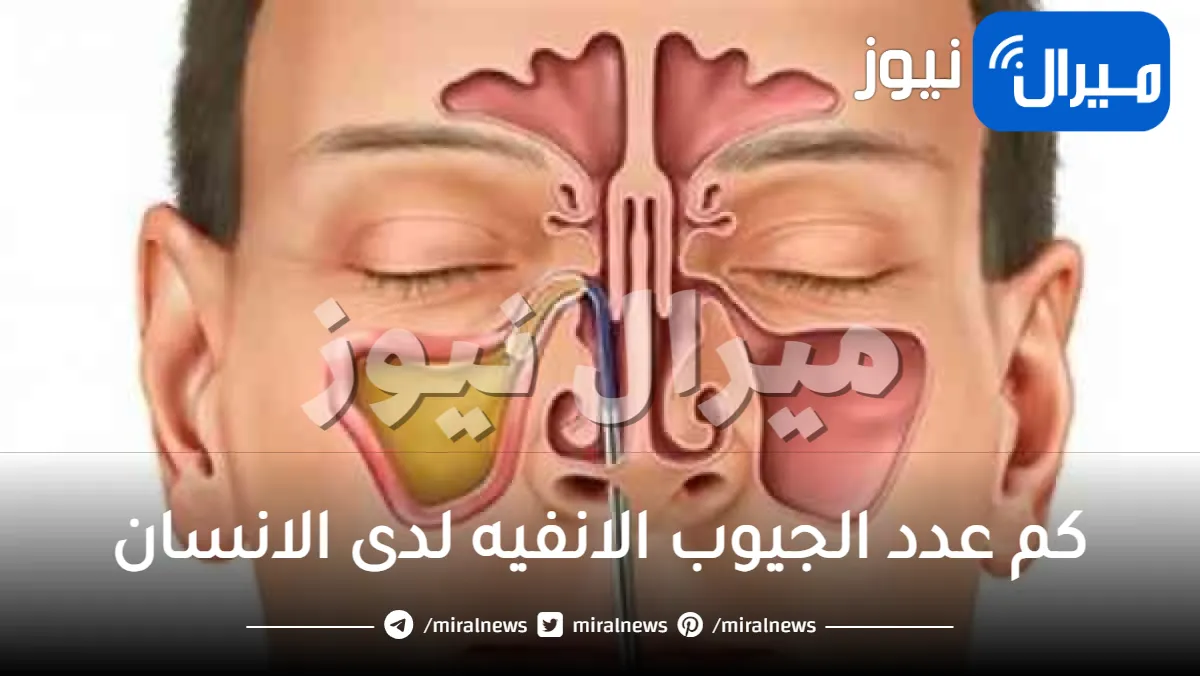 كم عدد الجيوب الانفيه لدى الانسان