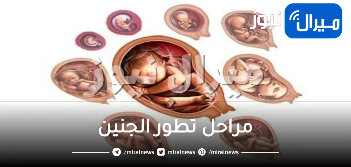 تعرفي علي مراحل تطور الجنين