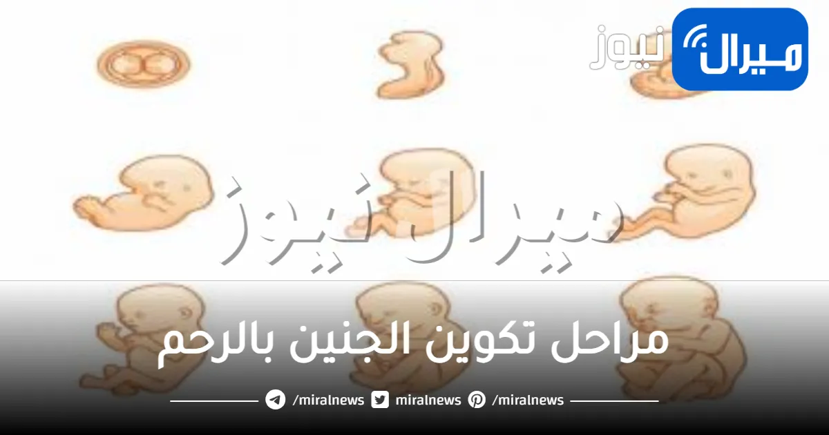 مراحل تكوين الجنين بالرحم