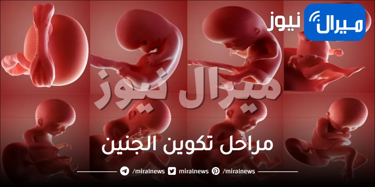 مراحل تكوين الجنين