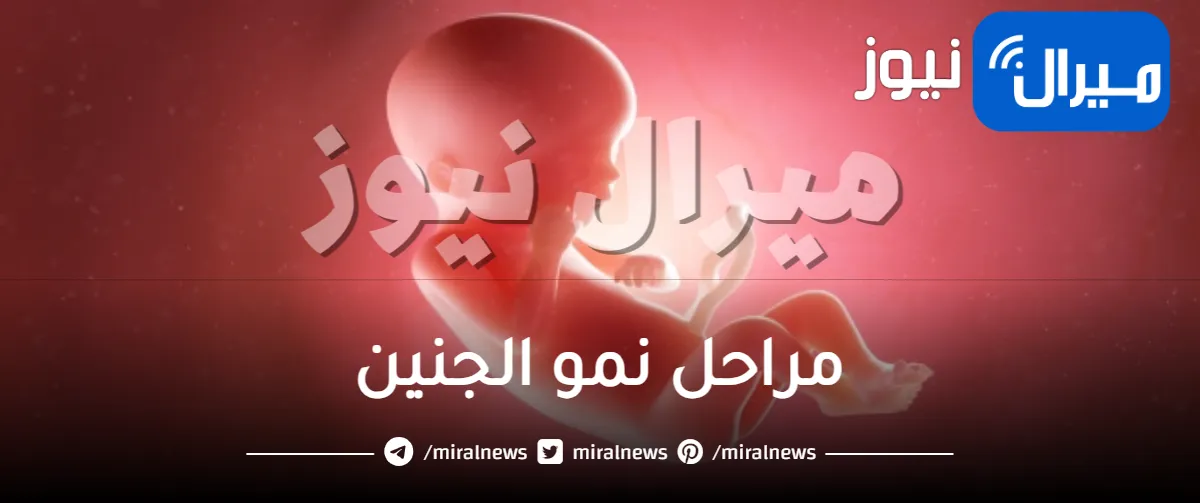 مراحل نمو الجنين .. كل اللي محتاجة نعرفيه عن مراحل تكوين الجنين