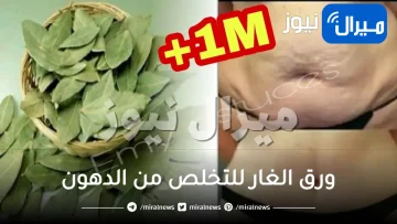 معجزة ربانية في عشبة ورق الغار للقضاء على دهون البطن وسوف تعيدك إلى سن الـ 20 في 7 أيام بس اذا استخدمته بهذه الطريقة