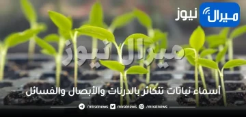 أسماء نباتات تتكاثر بالدرنات والأبصال والفسائل