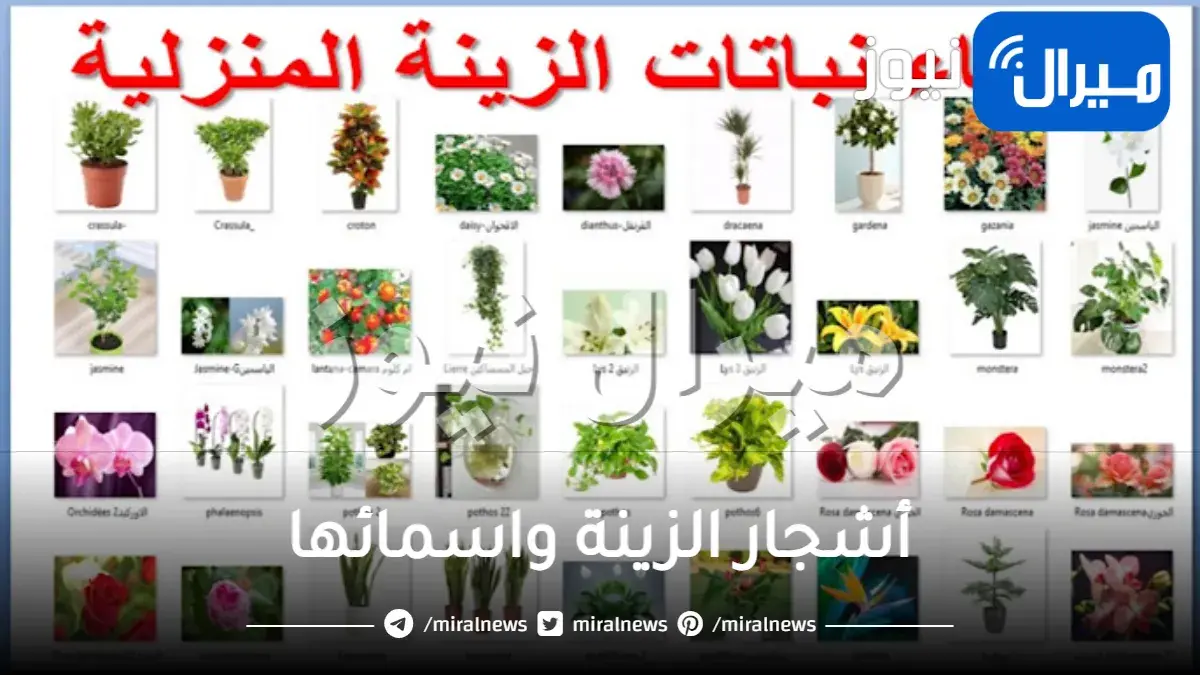 أشجار الزينة واسمائها