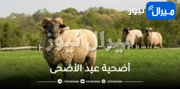 أضحية عيد الأضحى وما هي أحكام وشروط الأضحية