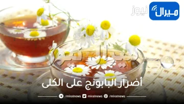 ما هي أضرار البابونج على الكلى؟