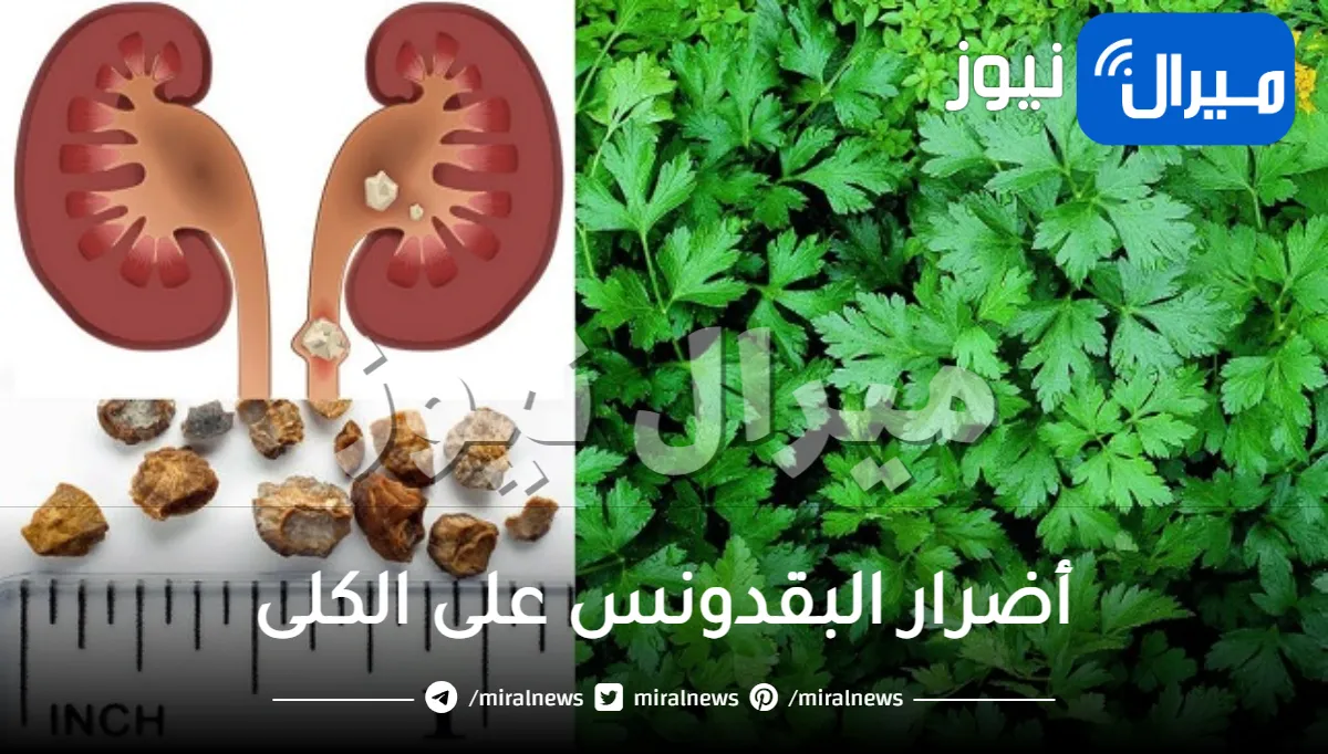 أضرار البقدونس على الكلى