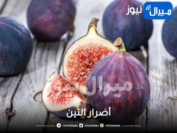كل ما يخص أضرار التين