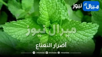 أضرار النعناع