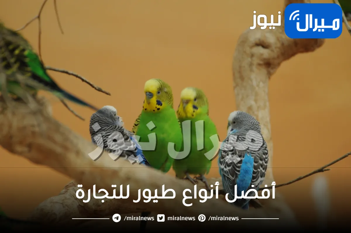 أفضل أنواع طيور للتجارة في العالم وأسعارها وأين تباع